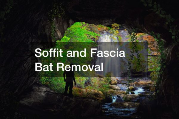 Soffit and Fascia Bat Removal